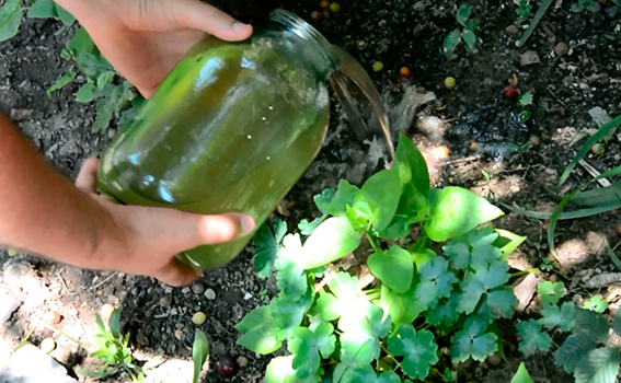 Страшный сон алкоголика: милиционеры Николаева вылили 250 литров домашнего самогона