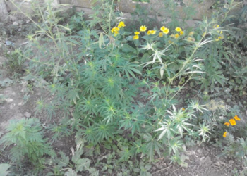 Замаскировать коноплю цветами 44-летнему жителю Вознесенска не удалось