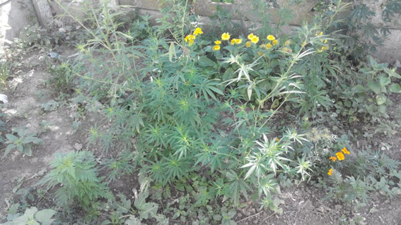 Замаскировать коноплю цветами 44-летнему жителю Вознесенска не удалось