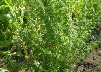 Красиво: подсолнух, кукурузка и… конопля. В Баштанском районе изъяли наркозелье