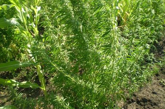 Красиво: подсолнух, кукурузка и… конопля. В Баштанском районе изъяли наркозелье