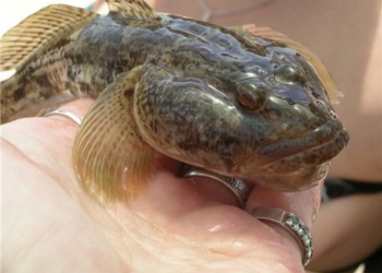 В РЛП «Тилигульский» гражданин ловил рыбу 23 сетями. Наловил 41 кг