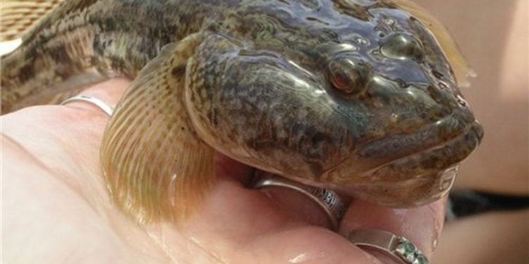 В РЛП «Тилигульский» гражданин ловил рыбу 23 сетями. Наловил 41 кг