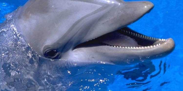 В акваторию «Ника-Теры» снова заплыл дельфин