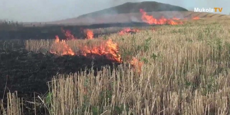 Спасатели в ужасе: только за сутки в Николаевской области горела стерня на площади 150 тыс. кв.м