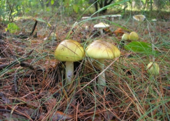 В Николаевской области мужчина и женщина отравились грибами