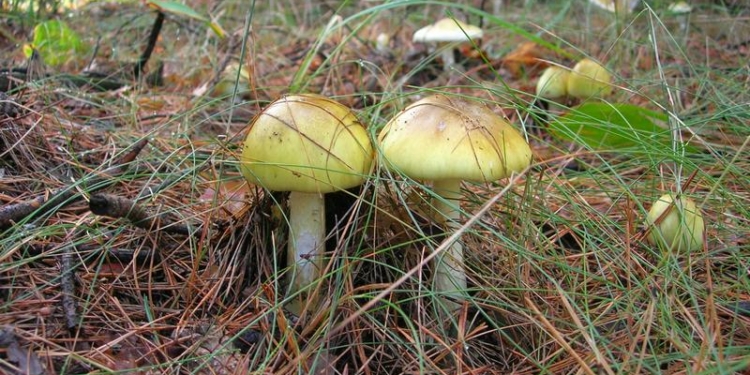 В Николаевской области мужчина и женщина отравились грибами