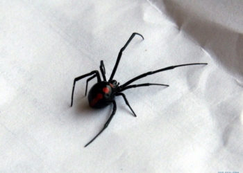 «Черные вдовы» вышли на охоту: в Николаеве 58-летнего мужчину укусил каракурт (ОБНОВЛЕНО)