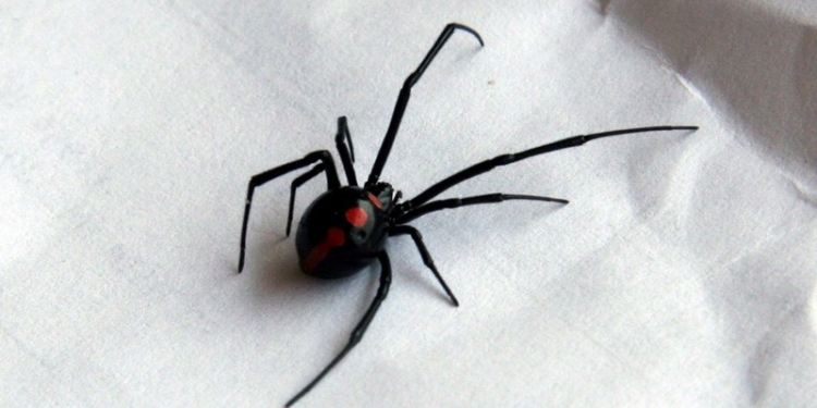 «Черные вдовы» вышли на охоту: в Николаеве 58-летнего мужчину укусил каракурт (ОБНОВЛЕНО)