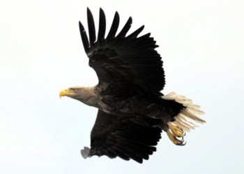 В Николаевском зоопарке после 5-летнего перерыва размножились орланы-белохвосты