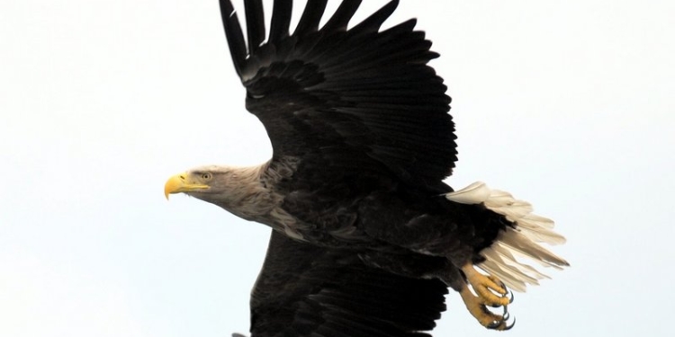 В Николаевском зоопарке после 5-летнего перерыва размножились орланы-белохвосты