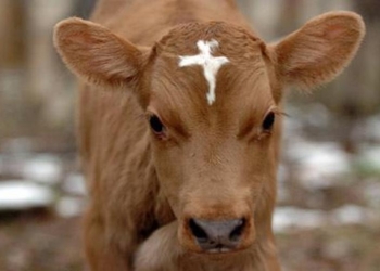 «Замечательный» сосед: в Вознесенском районе мужчине мешали соседские телята, и он продал их заготовителям