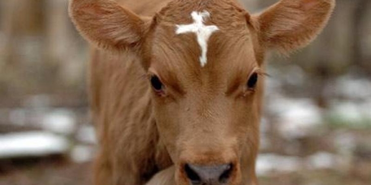 «Замечательный» сосед: в Вознесенском районе мужчине мешали соседские телята, и он продал их заготовителям