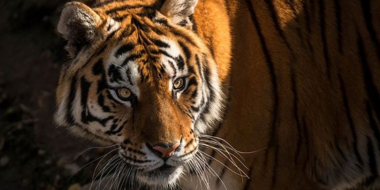 «Тебя в обиду не дадим и род тигриный сохраним»: в Николаевском зоопарке – Международный день тигра