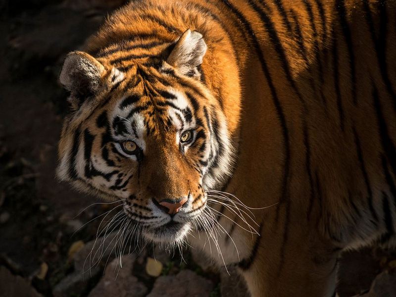 В сафари-парке Бадалин под Пекином тигры загрызли туристку 1