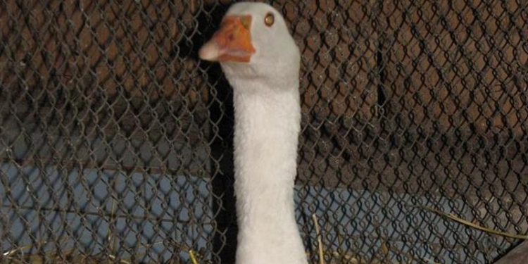 В Николаевском зоопарке поселился «фронтовой» гусь, спасенный бойцами АТО из-под бомбежки
