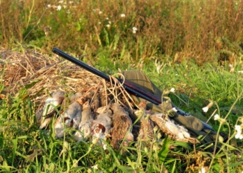 Николаевский облсовет передал в пользование 32 тысячи гектаров охотничьих угодий