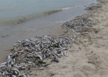 Специалисты прокомментировали массовый мор рыбы на Николаевщине: главная причина – аномальная жара