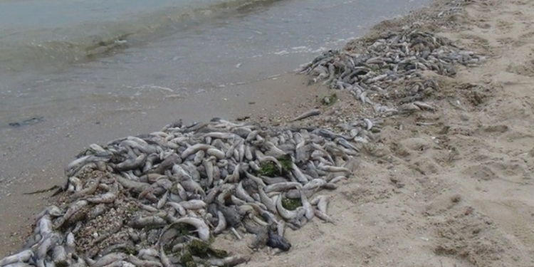 Специалисты прокомментировали массовый мор рыбы на Николаевщине: главная причина – аномальная жара