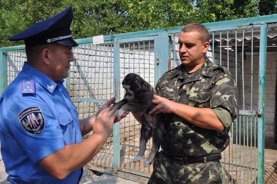 В Николаеве собаки с милицией учились искать взрывчатку