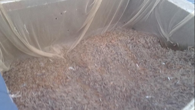 В Ягорлыцком заливе егерь заповедника выловил 350 кг креветки, а в Днепро-Бугском лимане гражданин – 40 кг рыбы 240-метровыми сетями