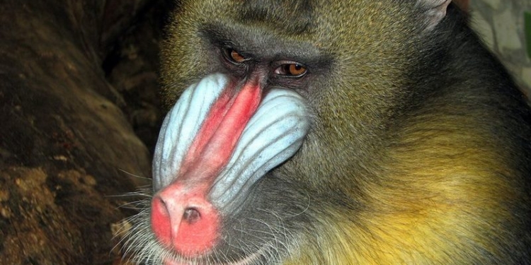 В Николаевском зоопарке – пополнение: в семье мандрилов появилась малышка