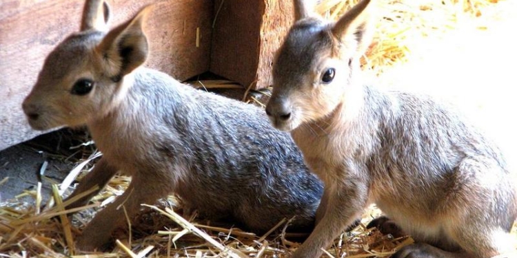В отделе копытных животных Николаевского зоопарка – настоящий детский сад