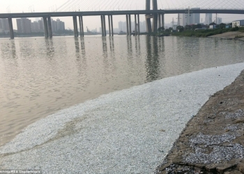 После взрыва в Тяньцзине на берег выбросило тонны мертвой рыбы