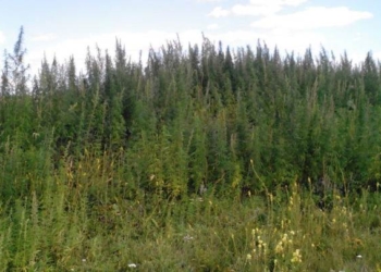 На Луганщине СБУ ликвидировала плантацию конопли площадью почти 2 гектара