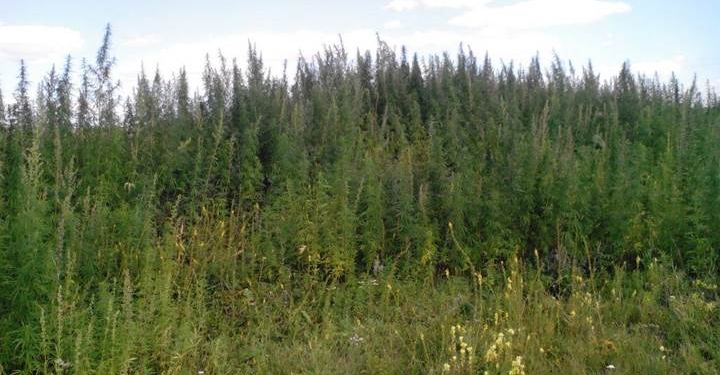 На Луганщине СБУ ликвидировала плантацию конопли площадью почти 2 гектара