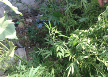 На Николаевщине правоохранители искали объявленного в розыск, а нашли 13 кустов конопли