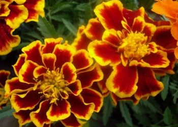 Убил и очень пожалел: на Николаевщине бомж положил на зарезанного им приятеля букет бархатцев