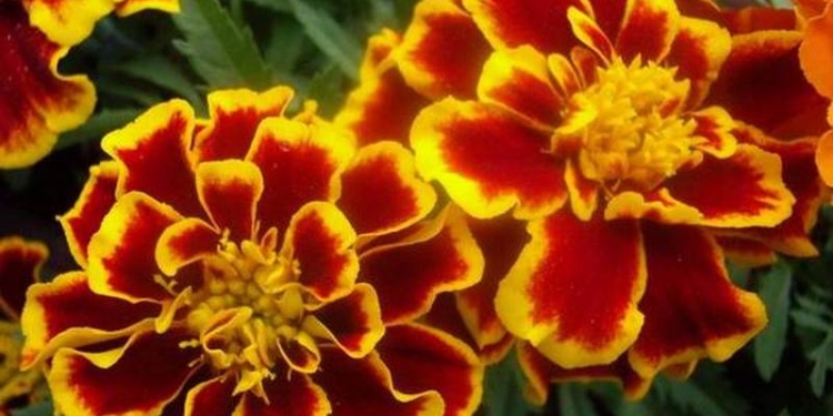 Убил и очень пожалел: на Николаевщине бомж положил на зарезанного им приятеля букет бархатцев