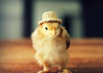 На Донбассе 350 семей получат 7 тыс. “ооновских” цыплят. И корм