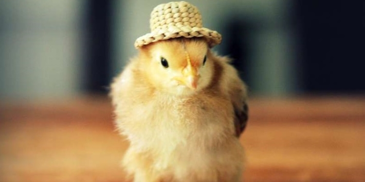 На Донбассе 350 семей получат 7 тыс. “ооновских” цыплят. И корм