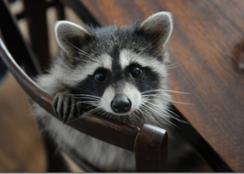 В Украине с террористами бутут бороться…еноты. У них нюх на взрывчатку