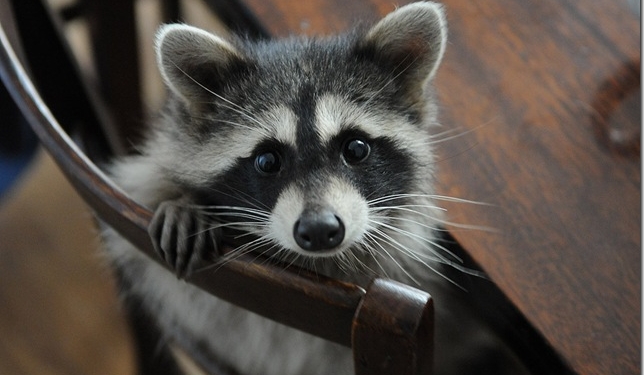 В Украине с террористами бутут бороться…еноты. У них нюх на взрывчатку