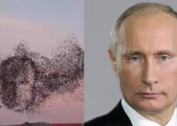Телеканал «Звезда» увидел лицо Путина в стае птиц в Нью-Йорке