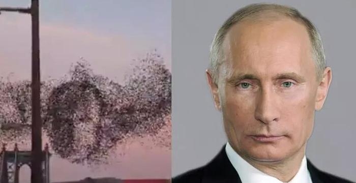 Телеканал «Звезда» увидел лицо Путина в стае птиц в Нью-Йорке