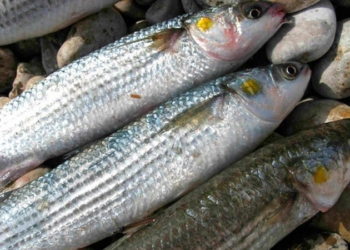 С 20 августа в Николаевской области запрещено ловить кефаль и раков