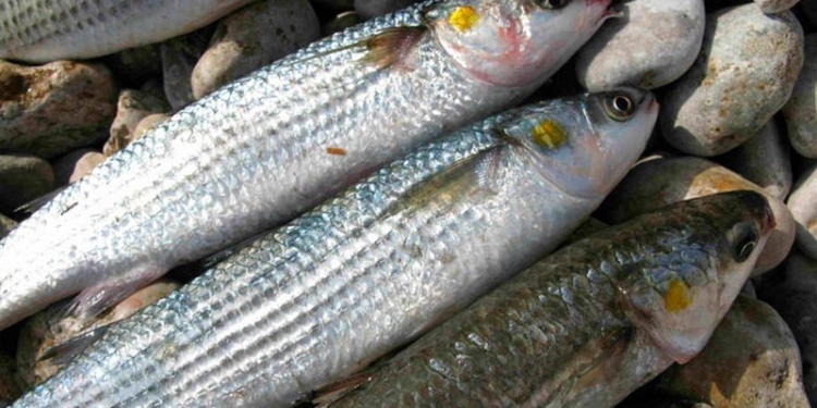 С 20 августа в Николаевской области запрещено ловить кефаль и раков