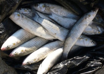 Не Соня, но тоже рыбачка: в Очаковском районе гражданка выловила 78 кефалей и еще кое-что по мелочи