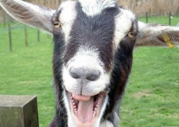 Не только козленочком можно было стать, а и копыта отбросить: житель Первомайска сбывал опасный алкогольный фальсификат