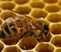 Україна може тепер експортувати в Канаду живих бджіл, а в Сербію – специфічних жирів