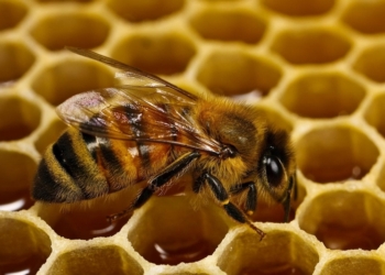 «Даже немножечко, чайная ложечка – это уже хорошо»: по производству меда Николаевская область занимает четвертое место в Украине