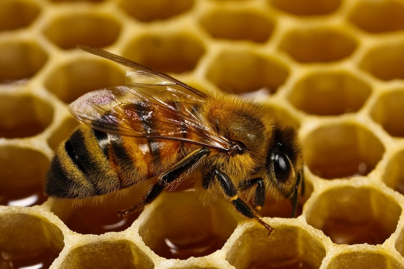 Зміна клімату призводить до деформації бджіл – дослідження