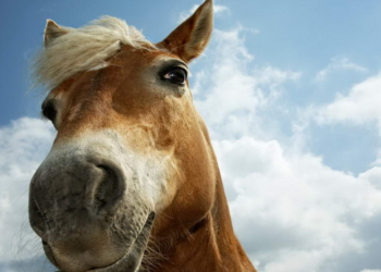 На Николаевщине женщина похитила коня с пастбища и пыталась продать его на колбасу