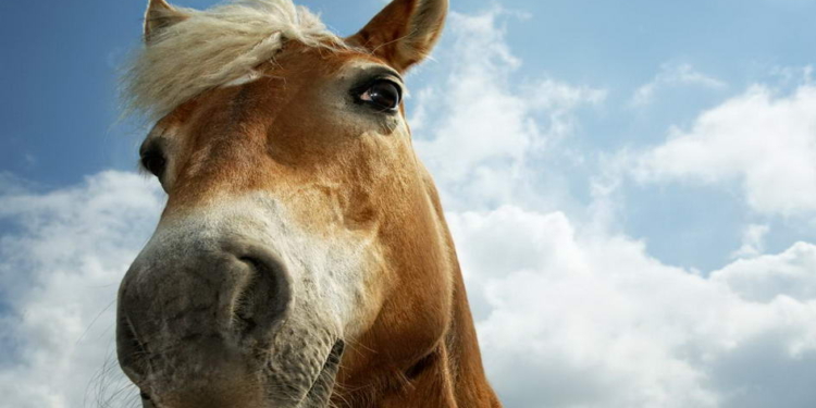 На Николаевщине женщина похитила коня с пастбища и пыталась продать его на колбасу