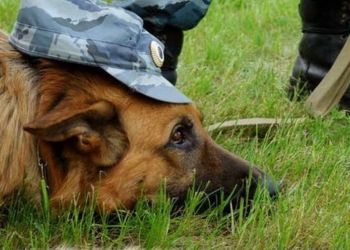 Пенитенциарии Николаевской области определились, где работает лучший кинолог