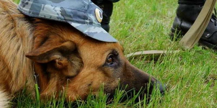 Пенитенциарии Николаевской области определились, где работает лучший кинолог